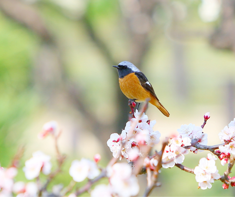 Bird Watching