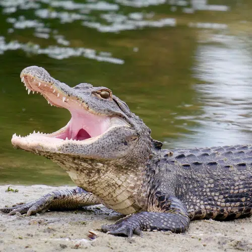 Image of a crocodile